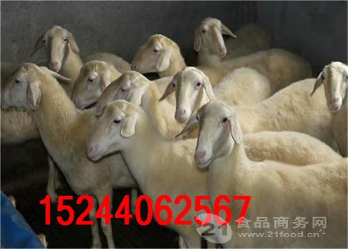 内蒙古哪里出售湖羊
