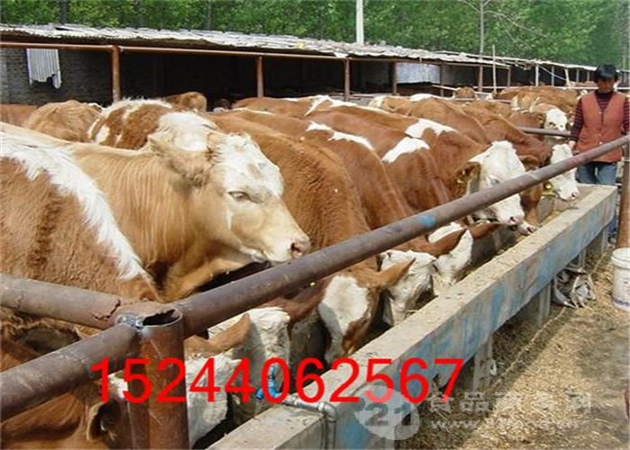 牛肉多少钱一斤2018