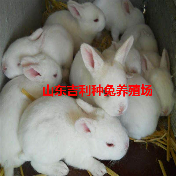 公主兔多少钱一只
