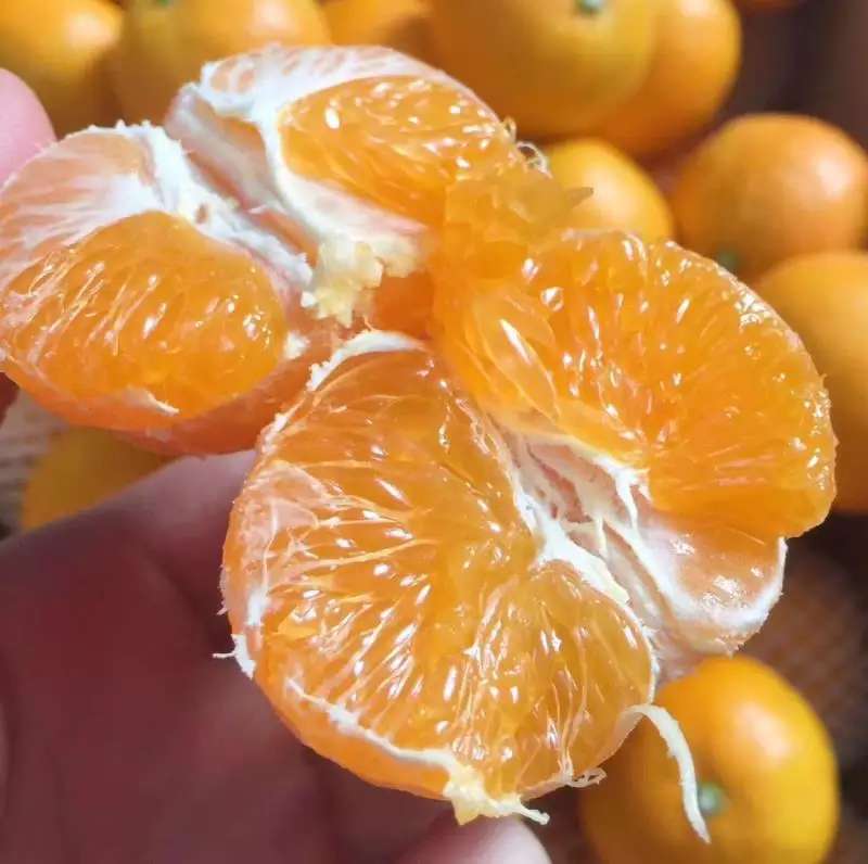 正宗台州临海涌泉蜜桔批发零售