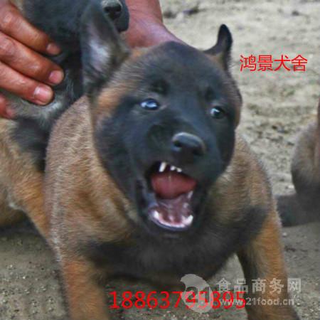 纯种3个月马犬批发价格 三个月马犬多少钱一只 其他未