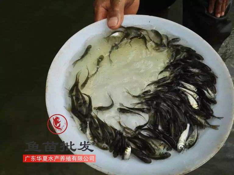 洽谈立即询价收藏产品发送留言广州市龙源水产养殖有限公司企业认证
