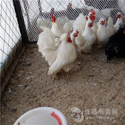 观赏鸡养殖基地大量出售元宝鸡