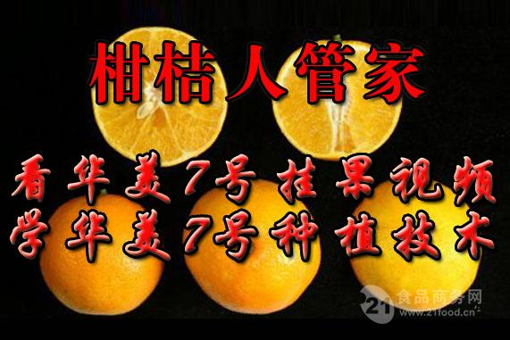 华美7号柑橘苗,华美7号柑橘枝条价格及优势
