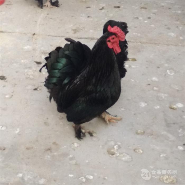 二月的元宝鸡苗价格