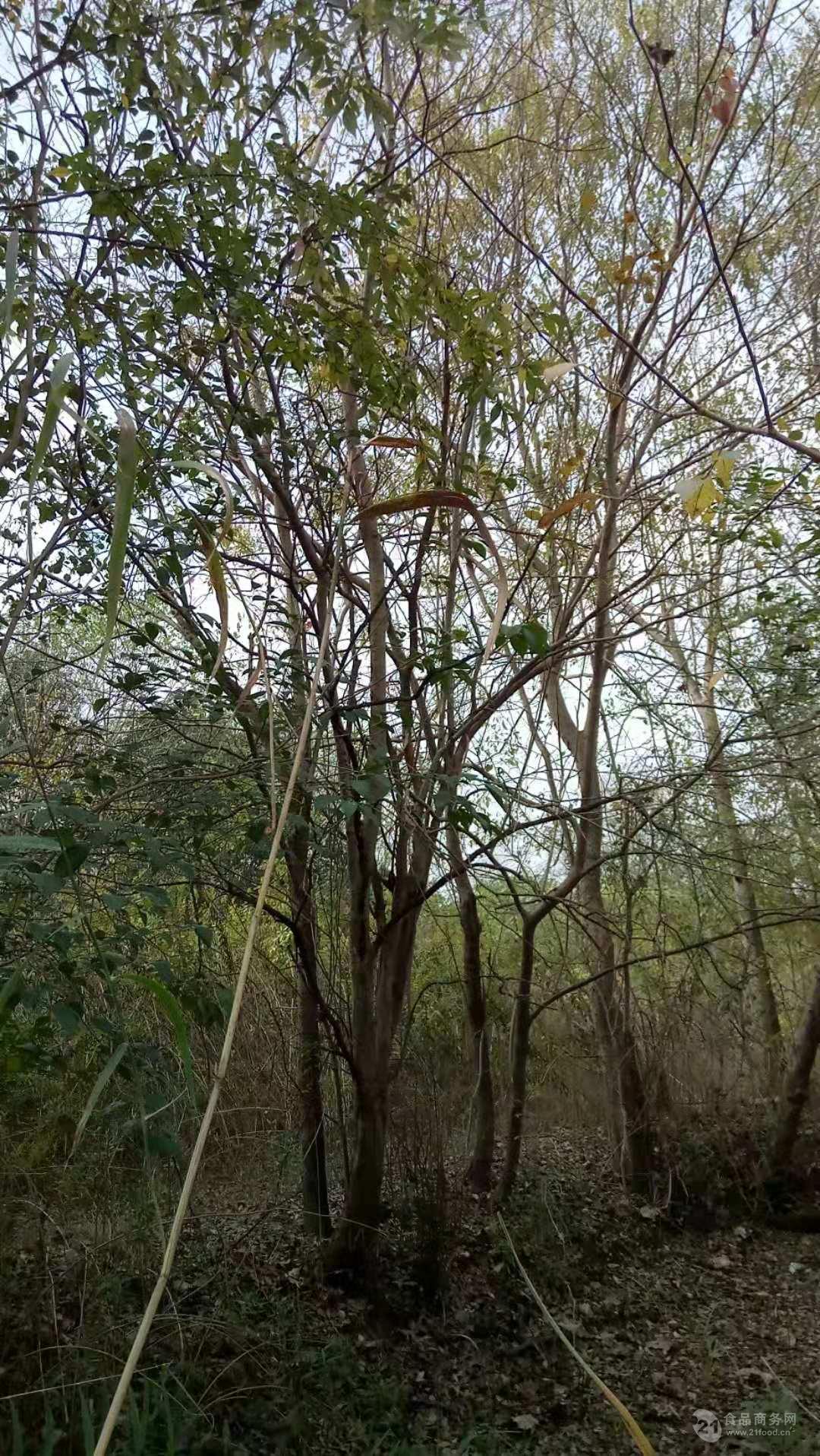 丛生榔榆基地,丛生榔榆价格