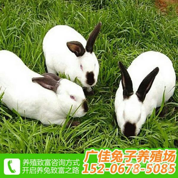 山东活兔子多少钱一斤