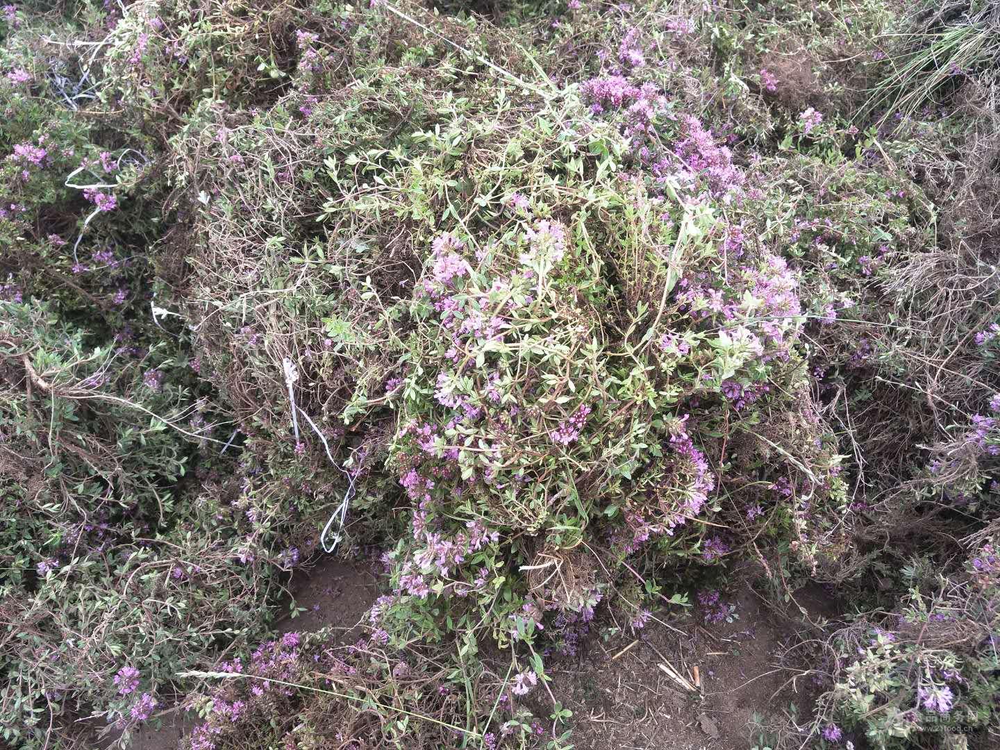 地椒草地椒子百里香地椒子