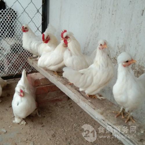 白色元宝鸡元宝鸡苗价格