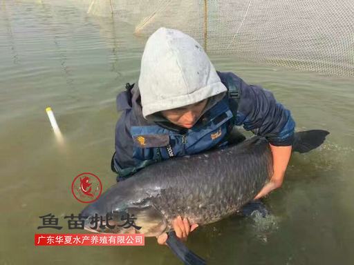 黑色的草鱼苗黑鲩鱼别称青鱼的吃螺丝鱼苗