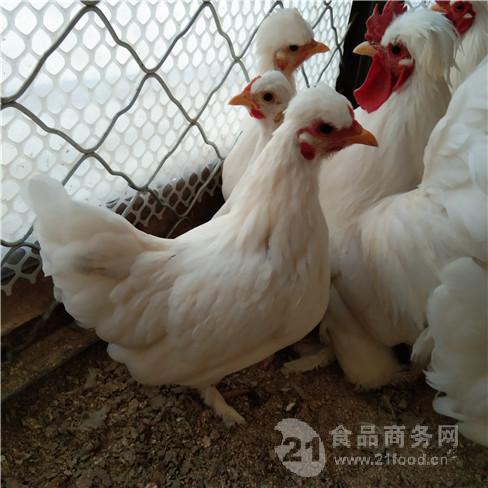 元宝鸡小鸡苗图片大全 宝鸡苗价格