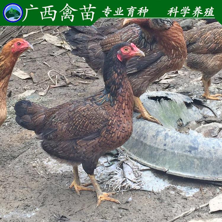 广西杂交斗鸡苗 土鸡苗 肉鸡苗