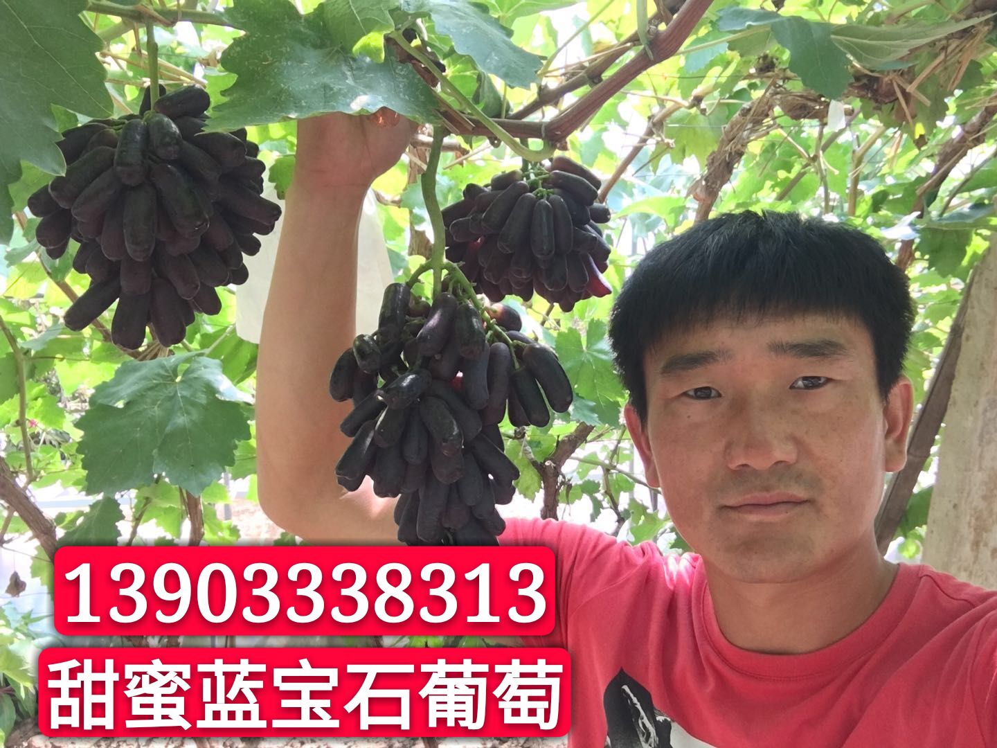 蓝宝石葡萄苗价格