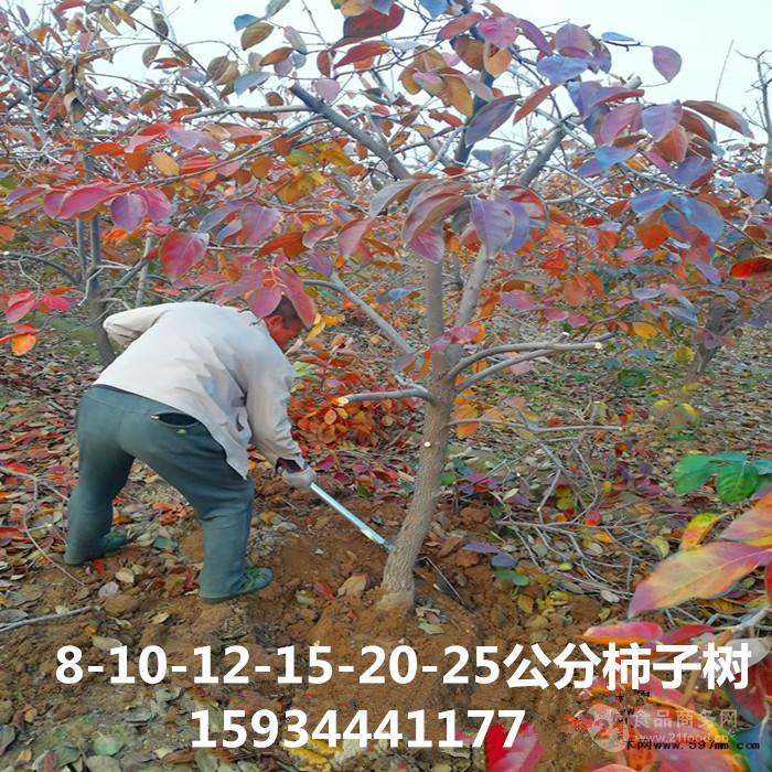 5公分柿子树价格  5公分柿子树价格