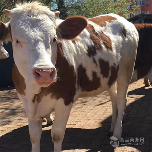 吉林省西门塔尔牛苗