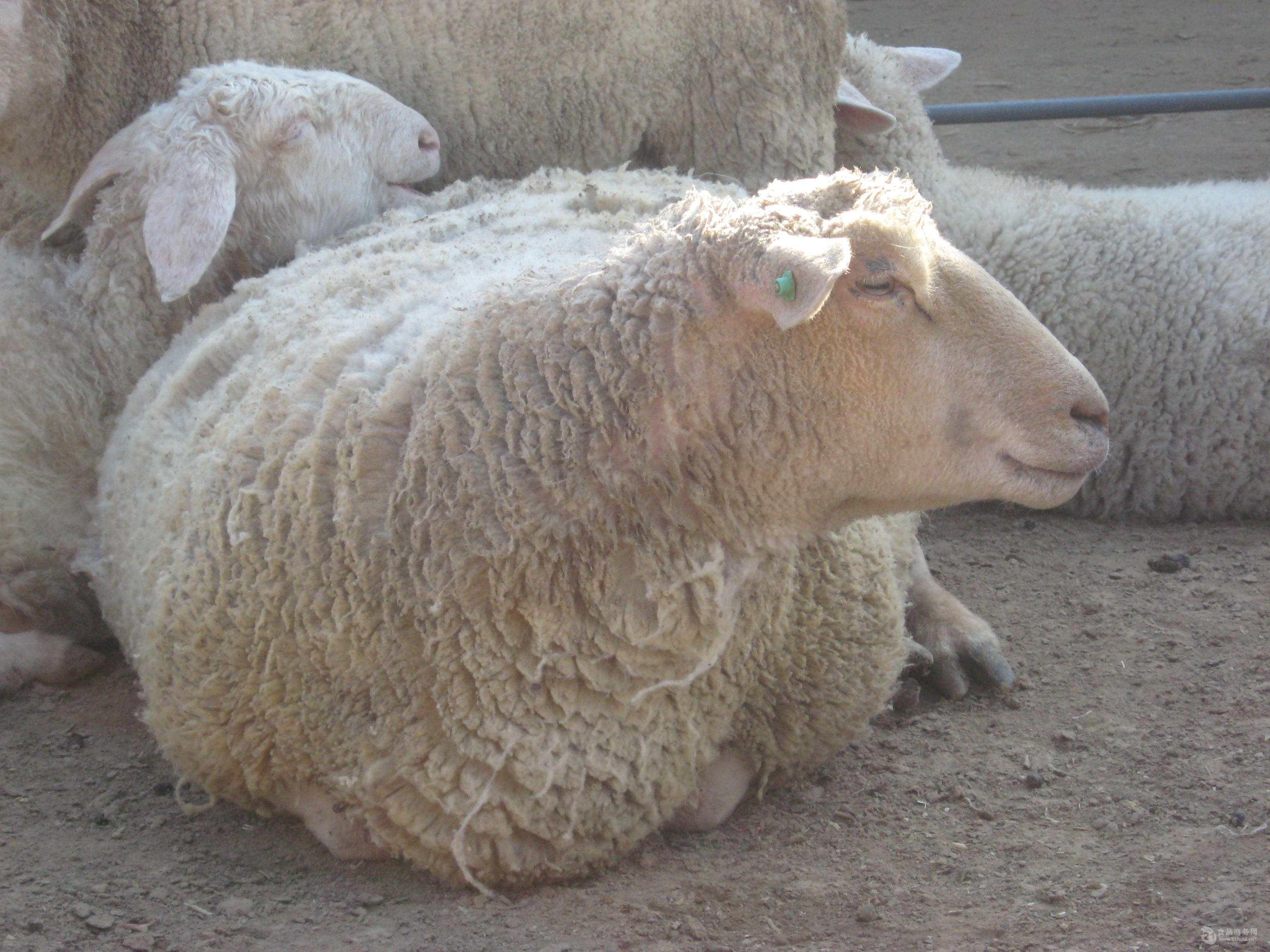 山羊和绵羊吃草最大的区别：山羊吃草会连根拔起吃掉，而绵羊不会_技点网