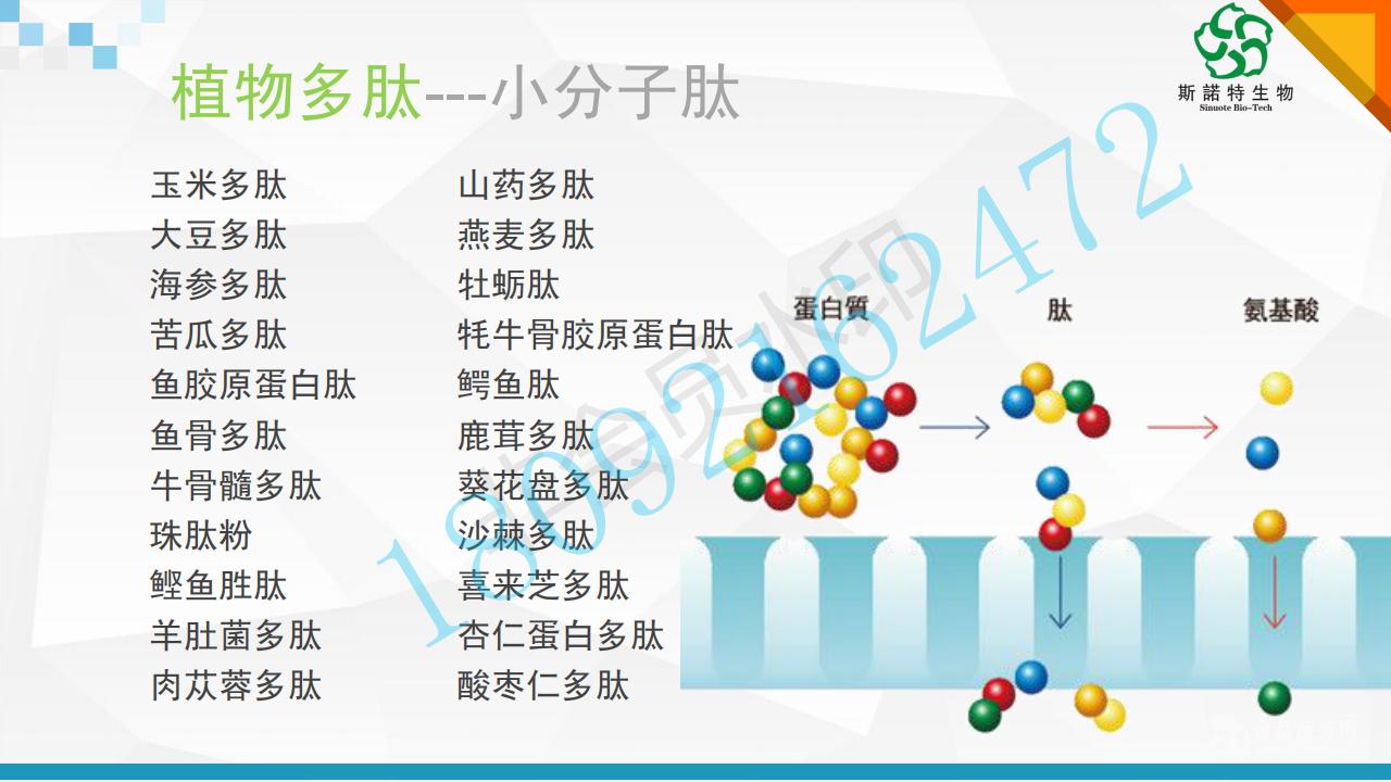 豌豆多肽小分子肽植物提取物厂家原料斯诺特厂家