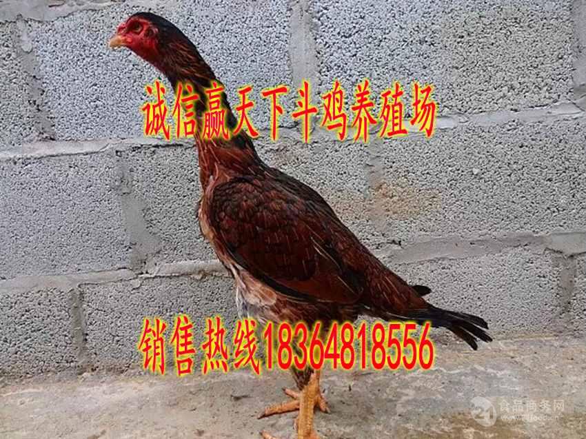 大冠斗鸡多少钱 越南斗鸡出售
