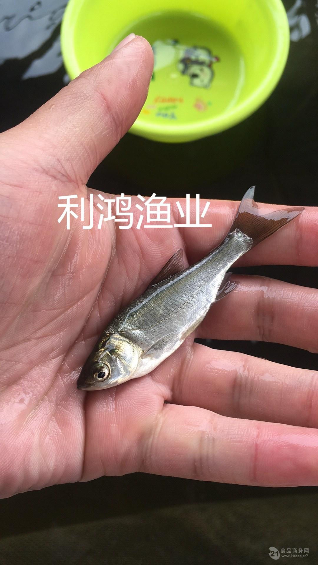 特价鱼苗白鲢鱼苗鳊鱼白鲢鱼水鲢鱼苗养殖场直供鱼苗批发