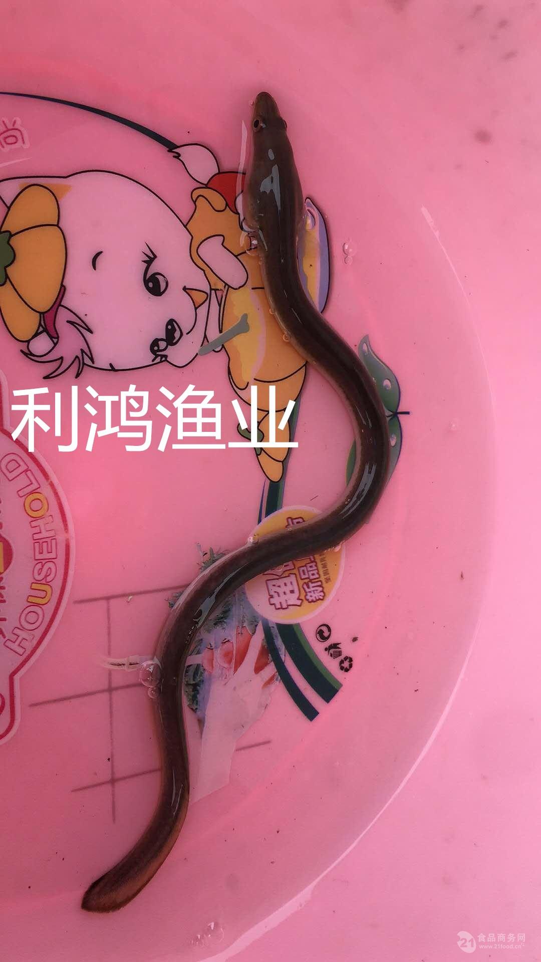 【热销鱼苗】鳗鱼苗     ￥7/尾