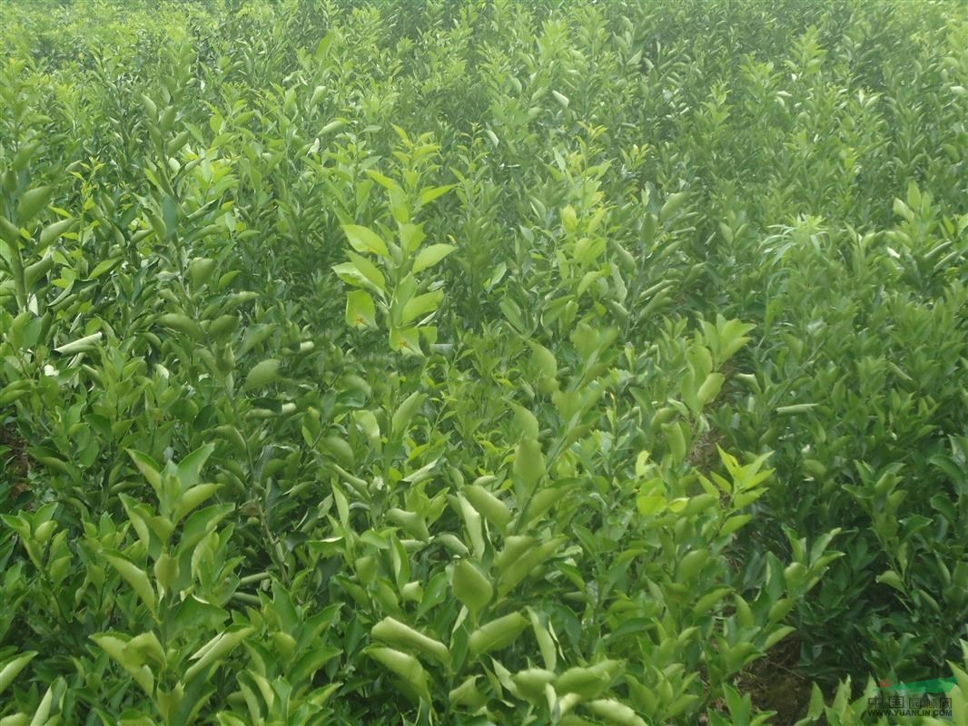 低调,朴实,有内涵的象山青(春香,黄金贡柚),抗寒,极丰产