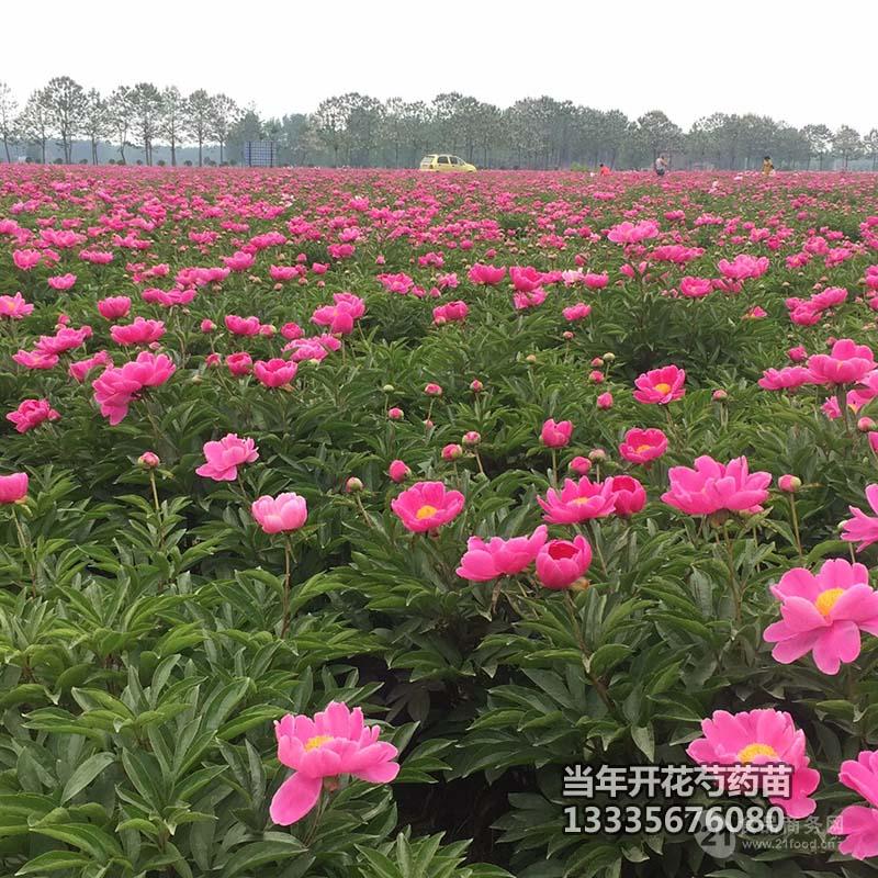 当年开花芍药苗批发采购