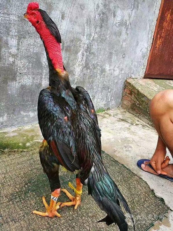 承德斗鸡孔雀钱一只水球扔猫图片