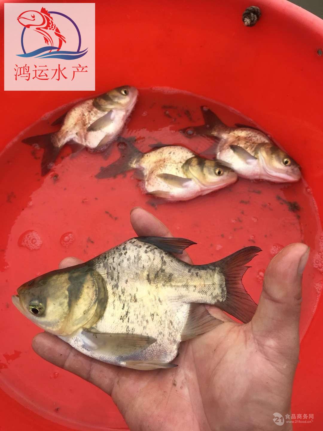 缩骨大头鱼苗批发广东缩骨鳙鱼苗供应