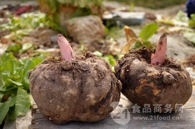 魔芋又称蒟蒻,磨芋,蒻头,鬼芋,花梗莲,虎掌.