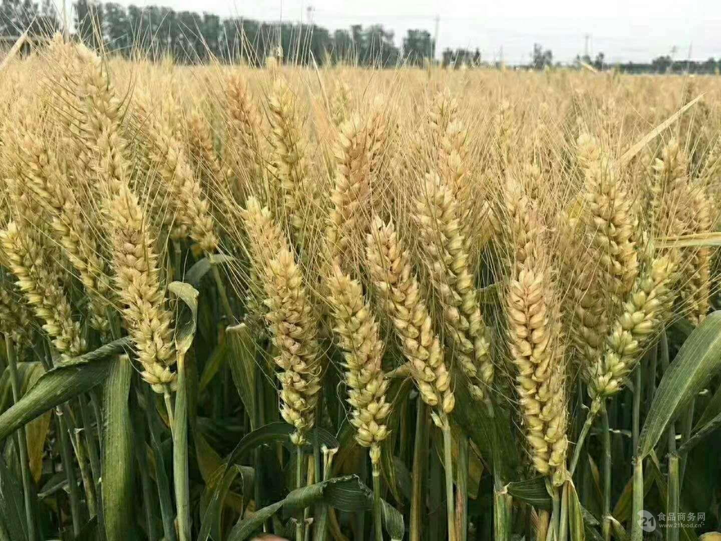 大麦（玄麦粒） | 国定農産