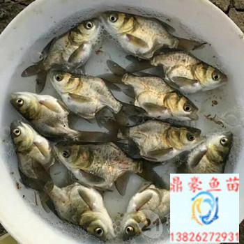 缩骨大头鱼苗批发缩骨花鲢鱼苗出售仙骨大头鱼苗缩骨鳙鱼苗价格