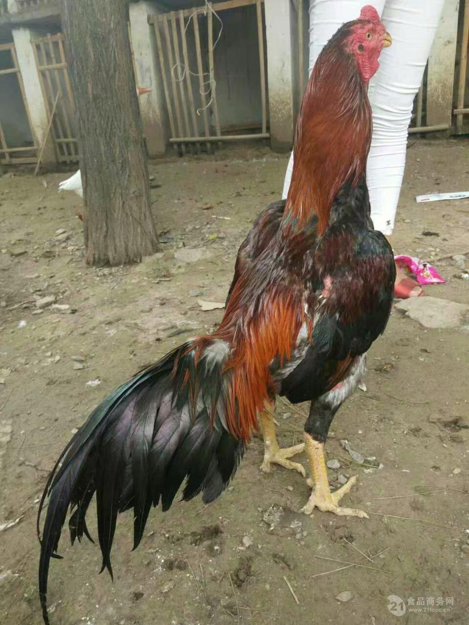 兴义出售一对一年斗鸡