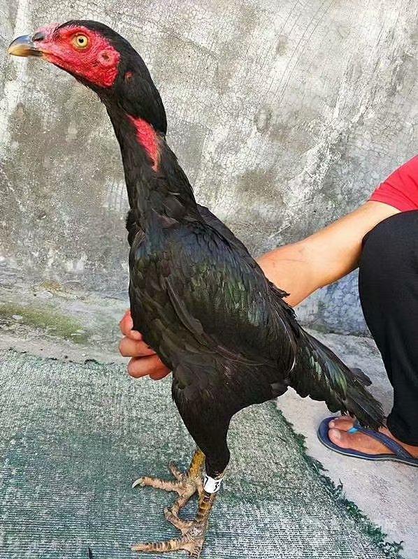 一只孔雀一只价格