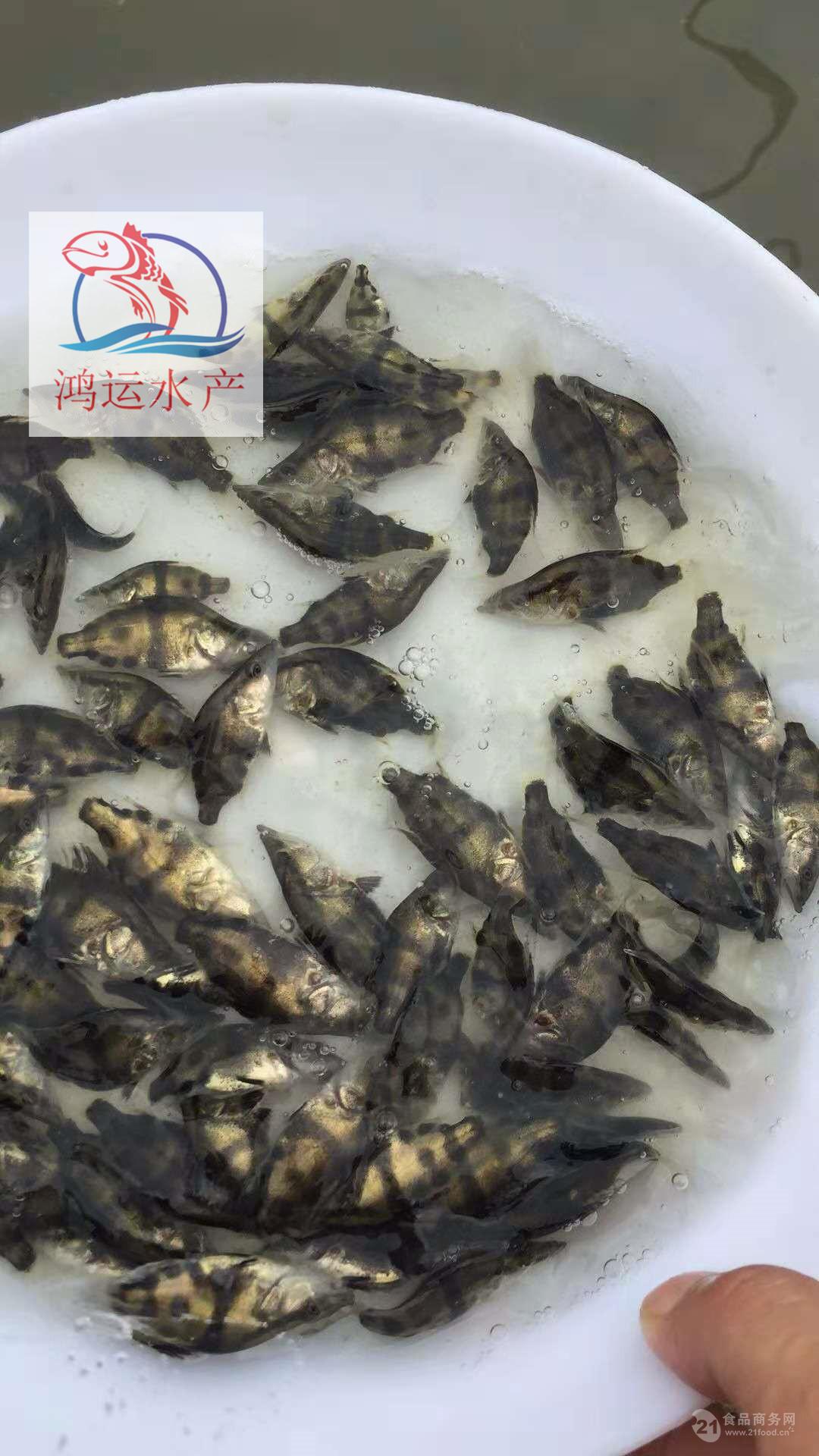 广东桂花鱼苗批发2019年鳜鱼苗新苗供应全国发货