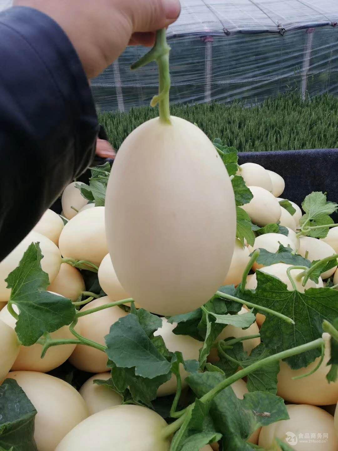 莘县东方蜜一号甜瓜大量上市