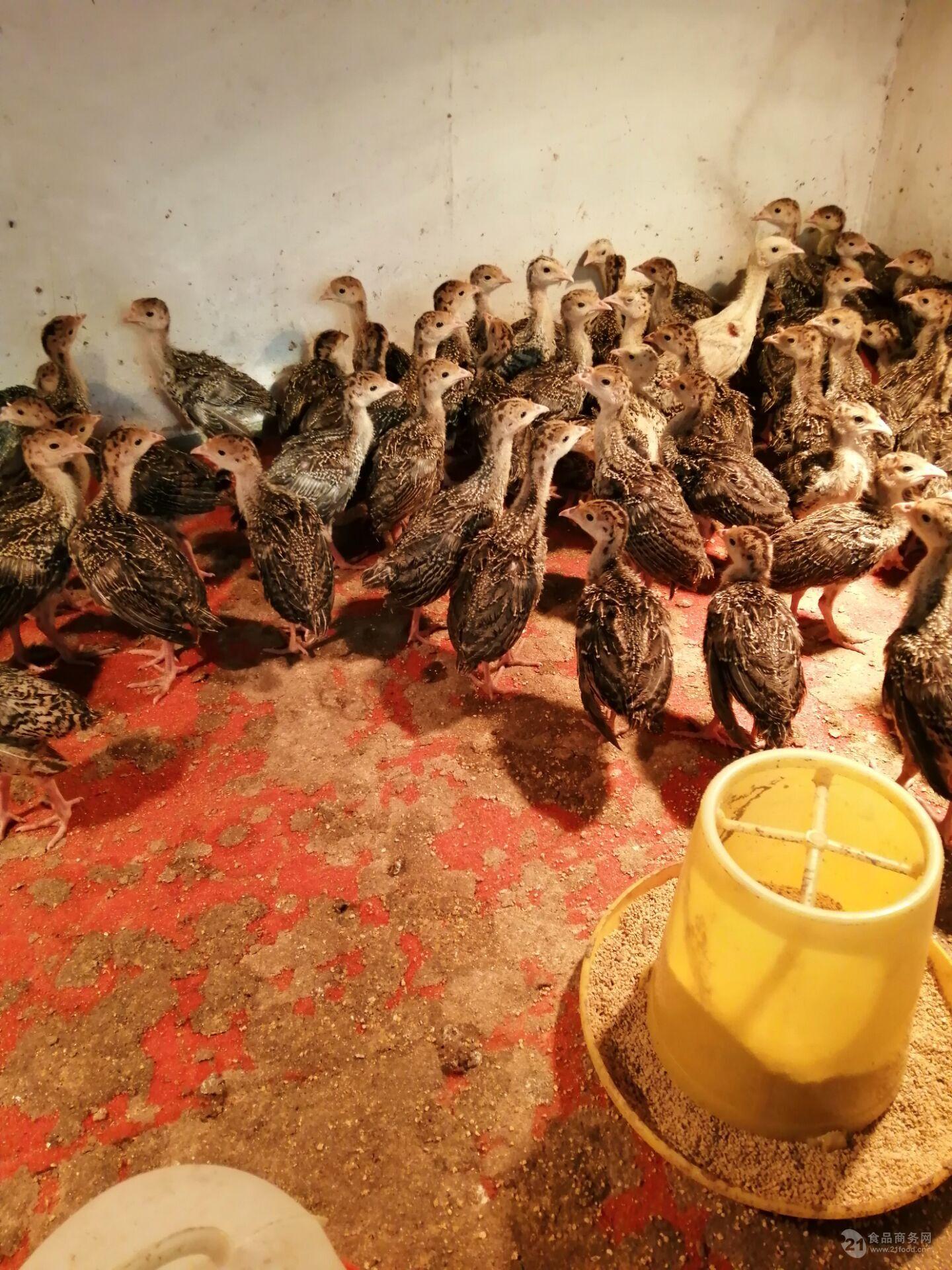 哪里有脱温火鸡苗价格多少钱一只火鸡的养殖效益