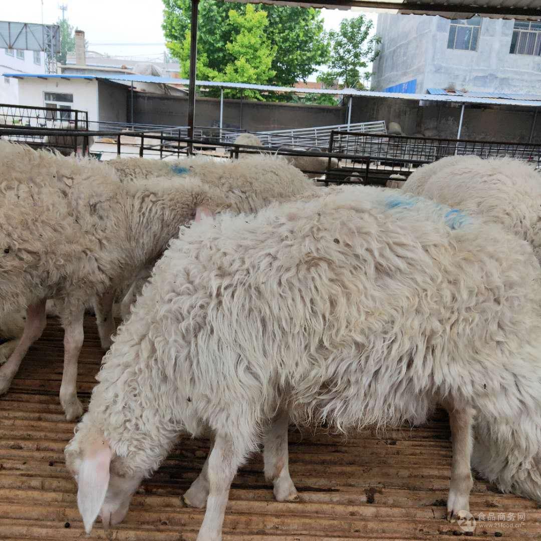 “盘欧羊”诞生记 ——23年科技攻关解锁甘南藏羊种业振兴的“密码”