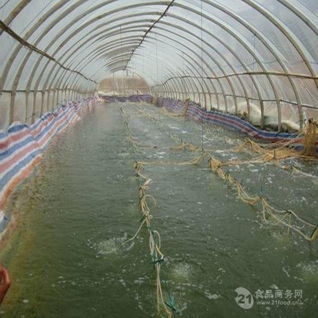南美白对虾控温高密度养殖技术 技术人员上门教学