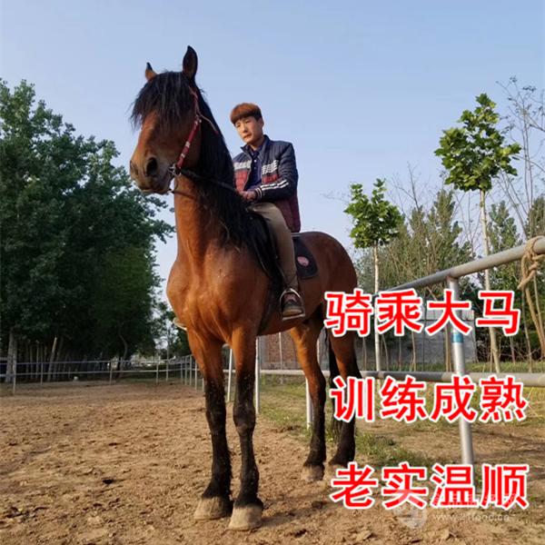农牧渔类 其他未分类 > 上海小矮马矮马养殖场价格   马术发达的小孩