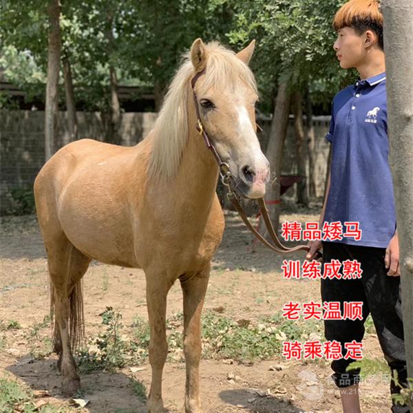 四川省能骑的矮马矮马养殖场