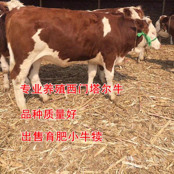 贵州省的西门塔尔牛养殖场