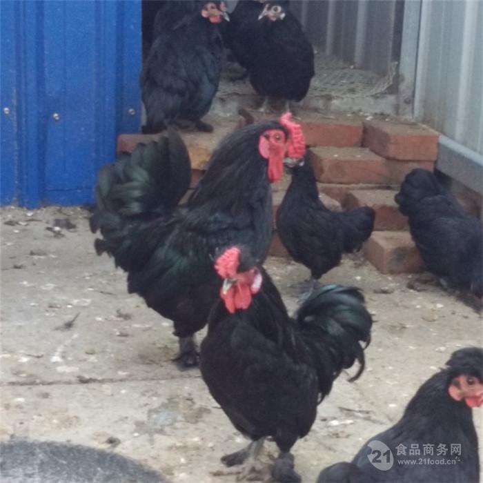 元宝鸡功效纯种元宝鸡图片大全