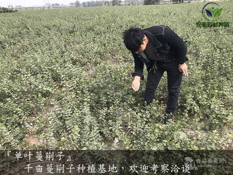 蔓荆子苗不催芽种