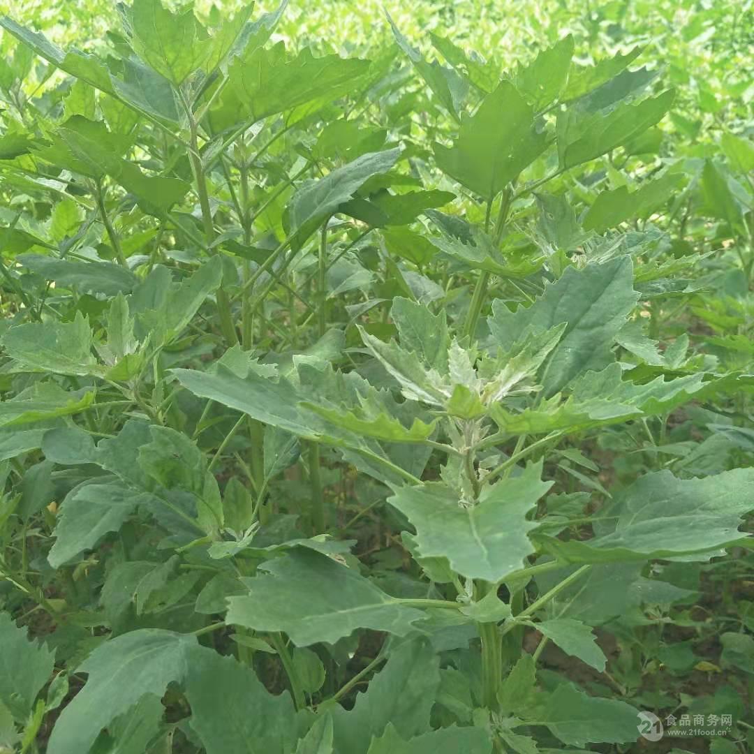 齐河：藜麦香飘黄河岸_德州新闻网