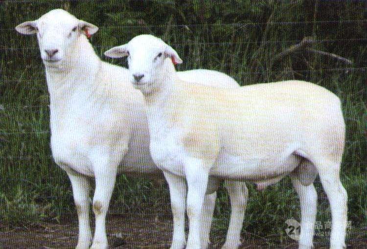 今日山羊价格查询山羊多少钱一斤2019