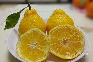 日本甘平柑橘缺点,四川甘平柑桔苗及枝条多少