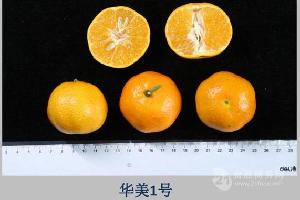 日本甘平柑橘缺点,四川甘平柑桔苗及枝条多少