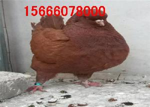 Բ