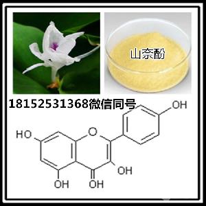 山奈酚98 百蕊草素 四羟基黄酮 纯天然提取 山奈提取物