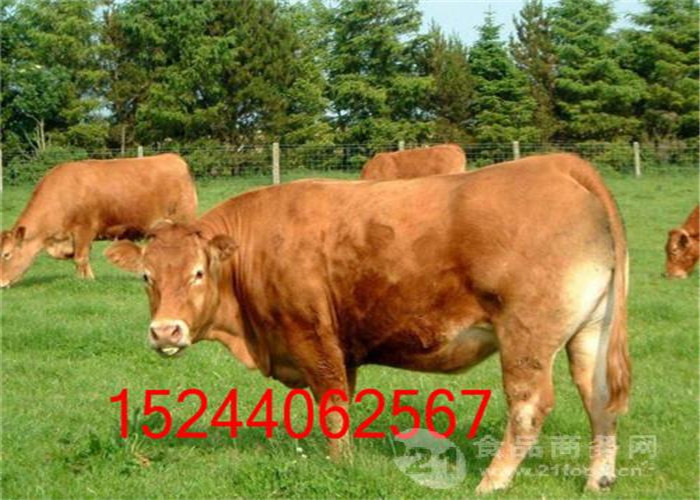 泉州黄牛犊卖价格